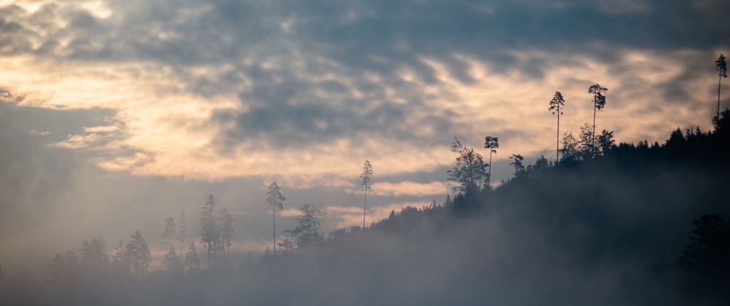 Abenteuer Schwarzwald Sommer Film Nebel